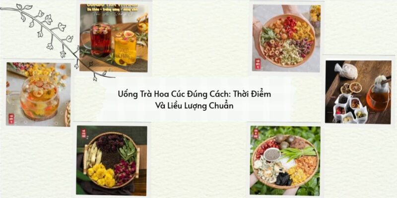 uống trà hoa cúc đúng cách