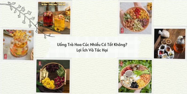 uống trà hoa cúc nhiều có tốt không